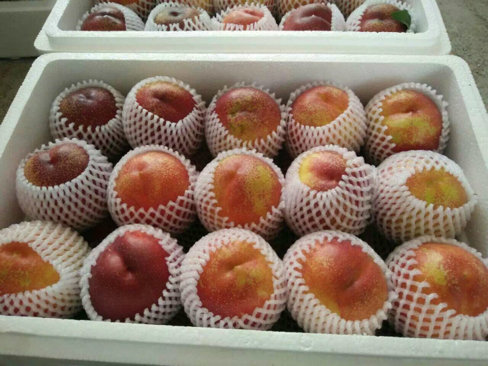 即将下(xià)市(shì)|油桃