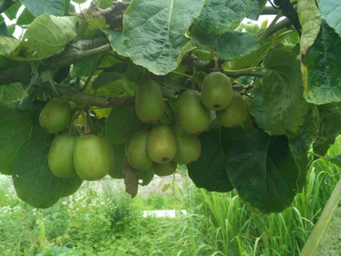 帶您走進--蕭縣果穗園基地(dì)