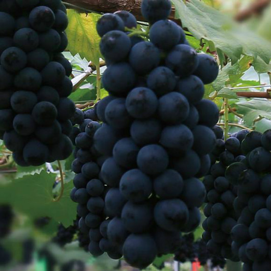 夏黑(hēi)葡萄